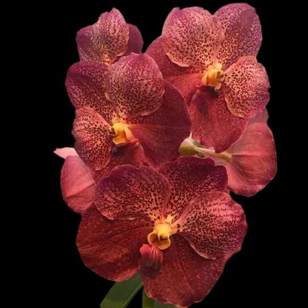 

Vanda Dr anek x fuch gold