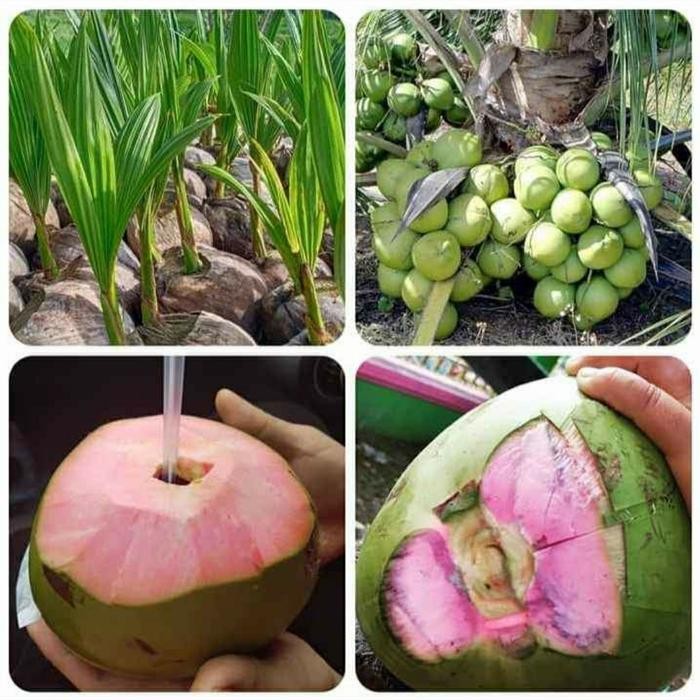 

tanaman buah kelapa hijau hybrid asli