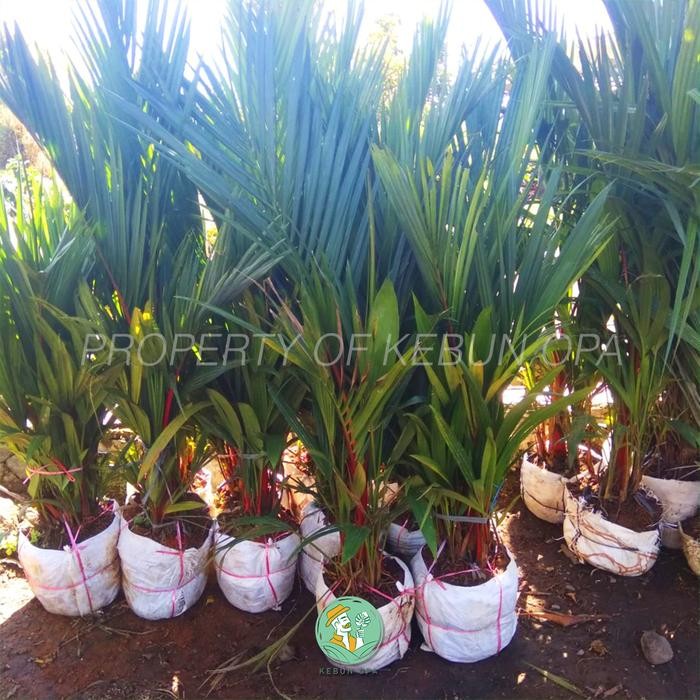 SM- Tanaman Hias Palem Merah / Palm Ukuran Besar - Pohon Pinang Merah