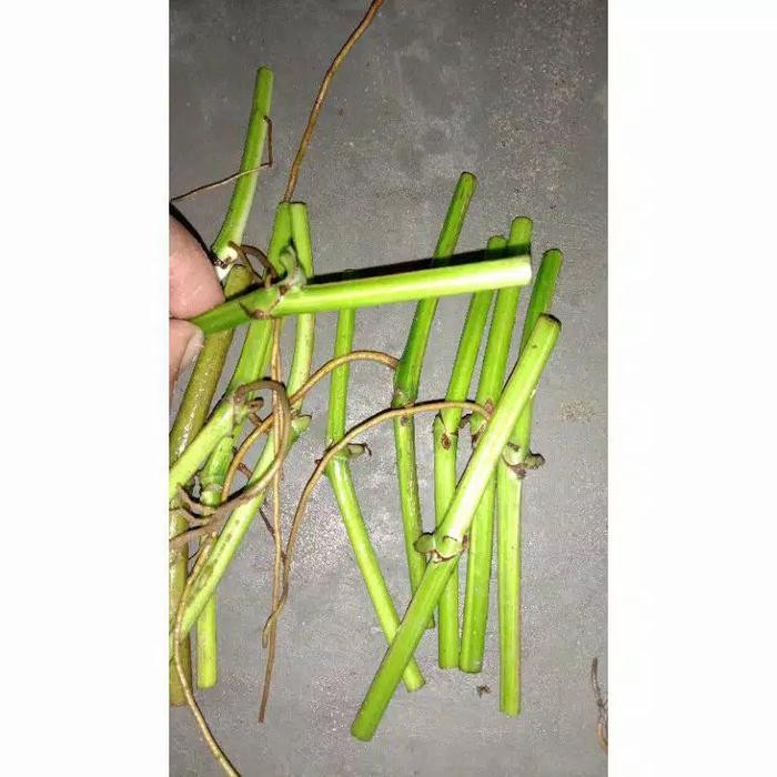 MURAH taanaman hias bunga monstera king variegata-bongollan monstera king