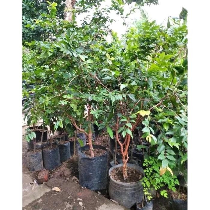 Tanaman Hias Anggur Brazil Remaja Batang Besar - Ukurang 120Cm - Anggur Brazil