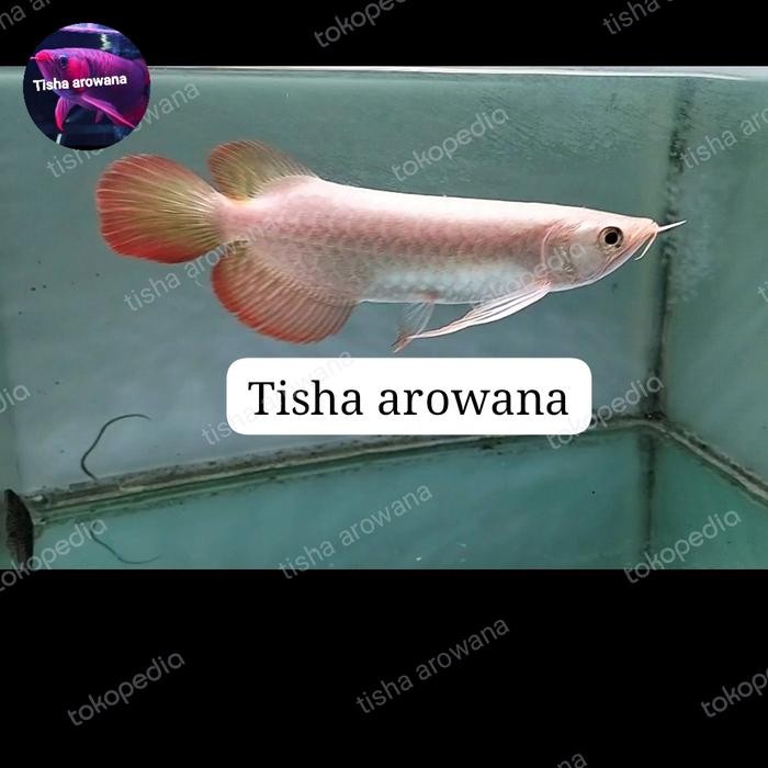 SR RED SUPER RED CHILI PREMIUM SR GRADE A