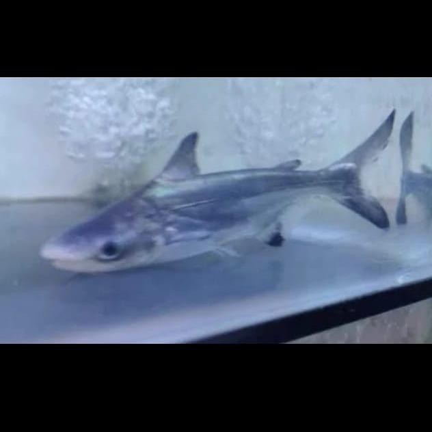 IKAN GK HIU AIR TAWAR GENGISKHAN