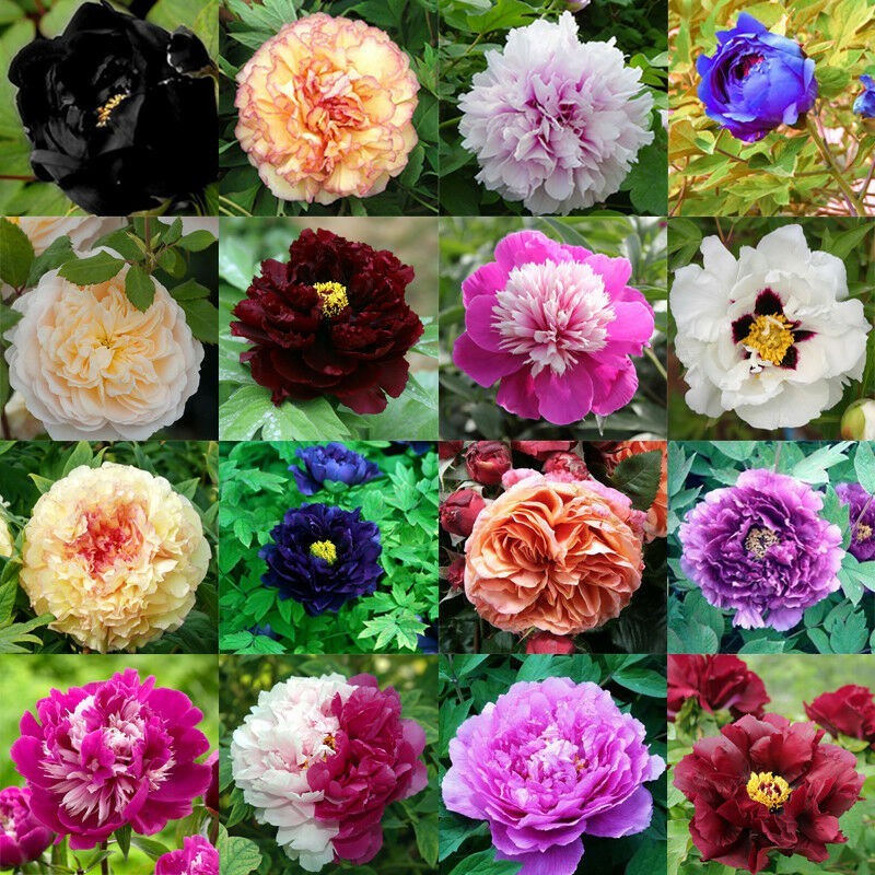 Flash Sale - 1 Bibit Benih Bunga Peony Mix