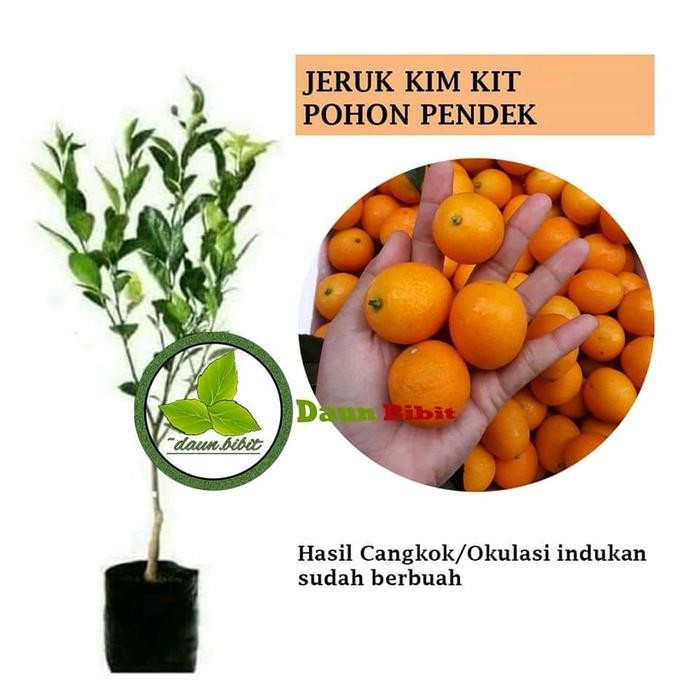 [ bibit jeruk kimkit madu ]