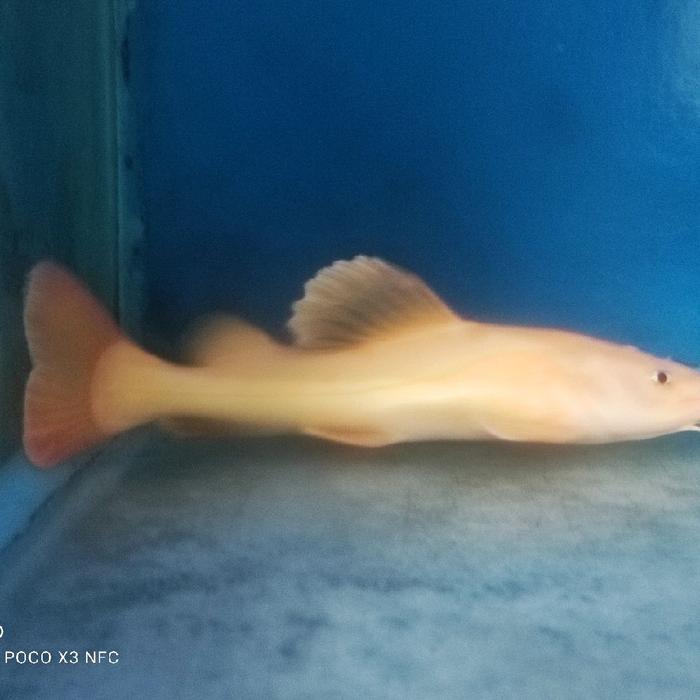 IKAN RTC ALBINO UKURAN 20 CM