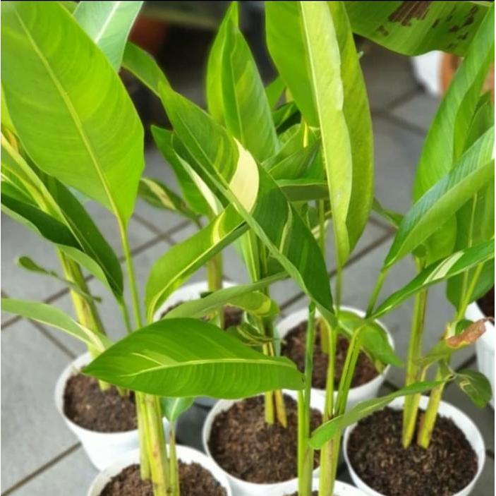 Ready Heliconia Variegata / Pisang Pisangan Varigata Bunga Orange