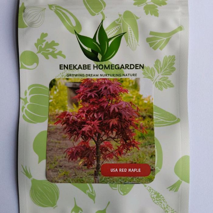 benih pohon maple asli bergaransi