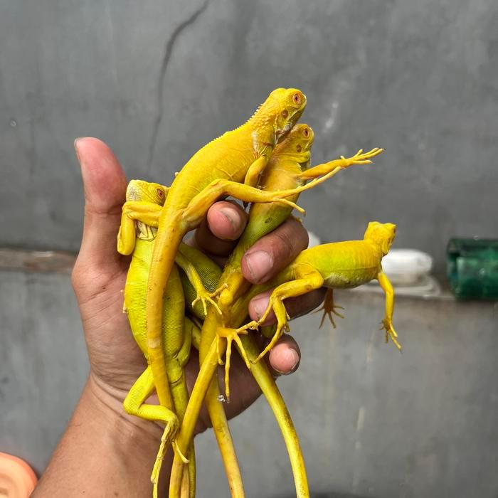Iguana Albino Atau Kuning