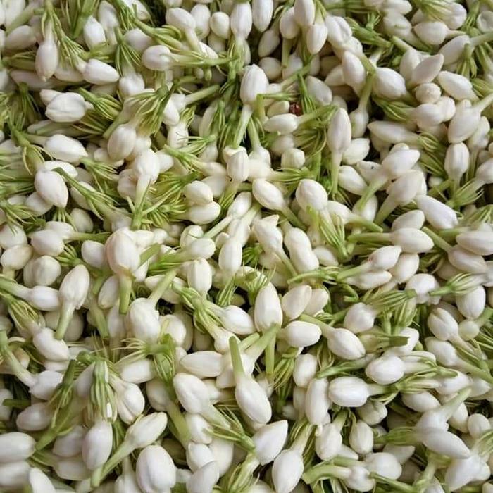 Bunga Melati Segar isi 500 gram