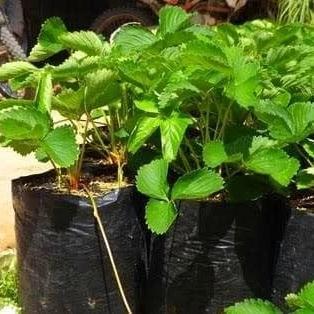 NEW Bibit strawberry california / pohon strawberry california