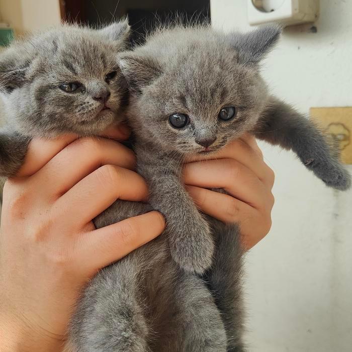 kucing british shorthair kitten