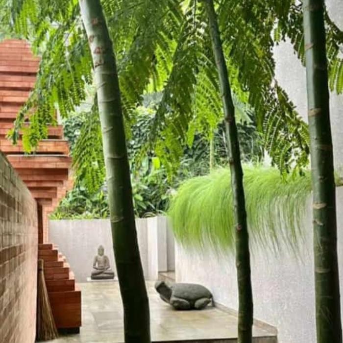 

Pohon bibit solobium pakis brazil tinggi 1meter