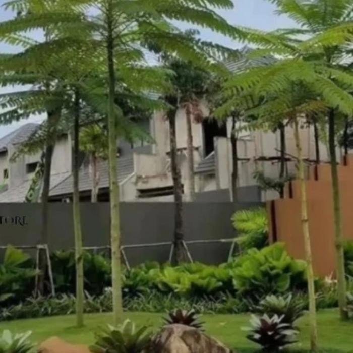 

pohon solobium/pakis berazil tinggi 1 meter