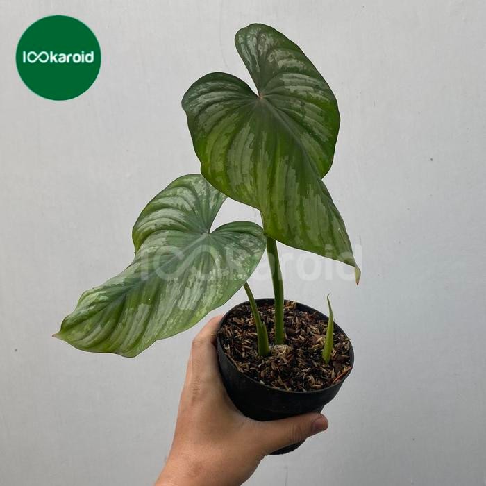 SM- Tanaman Hias Philodendron Mameii Silver Cloud Philodendron Mamei