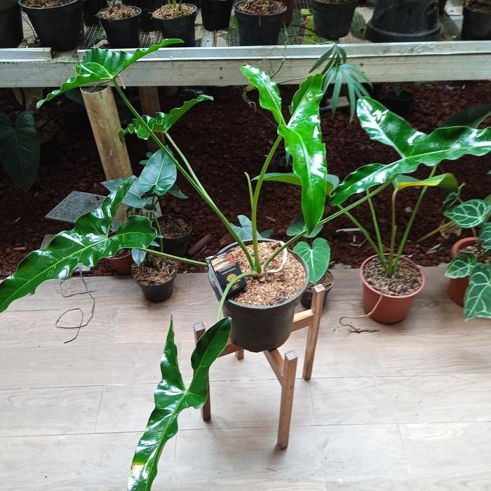 Jlterang Philodendron Williamsii