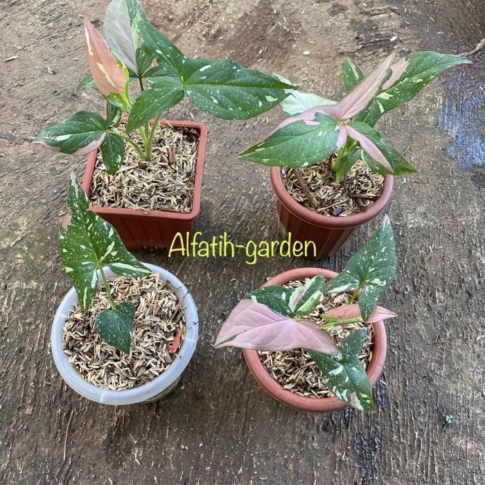 [ syngonium red spot tricolor ]