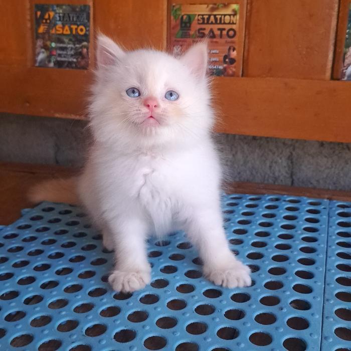 Discount Kucing Himalaya Red Point