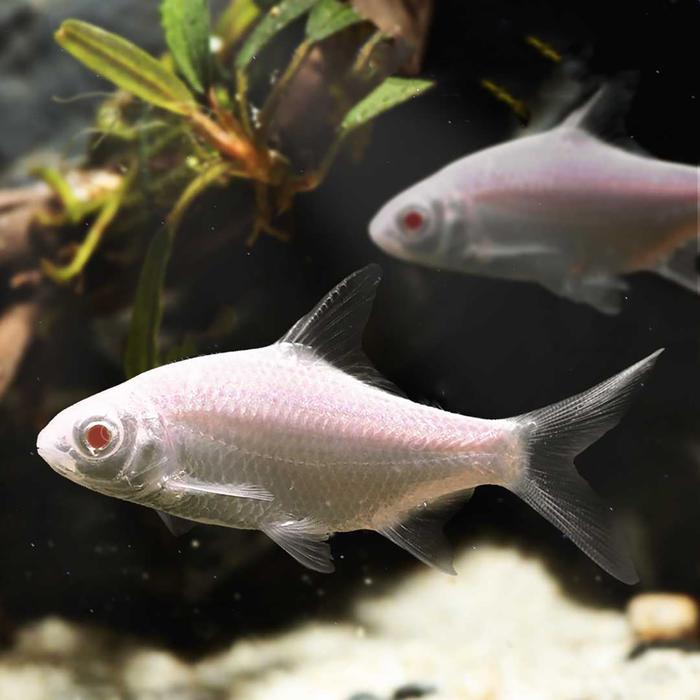 Kaviat Platinum / Kafiat Tinfoil Barb / Ikan Hias Air Tawar