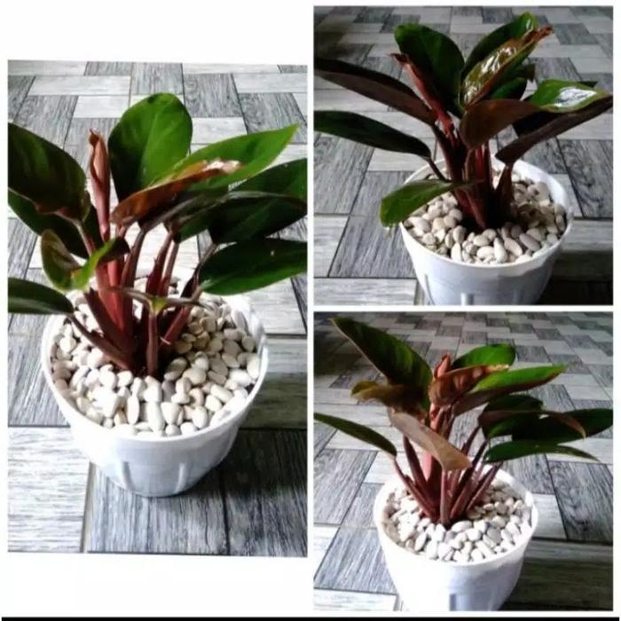 tanaman hias philodendron Congo rojo