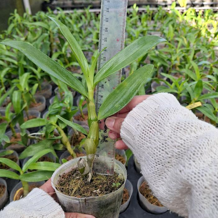Juwara_Syatu Dendro Nobile Remaja Aneka Warna