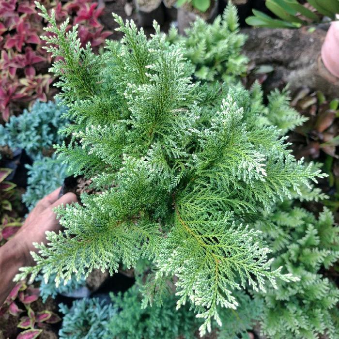 Rupa_Bagus Tanaman Hias Cemara Hinoki / Cemara Inoki Bahan Bonsai