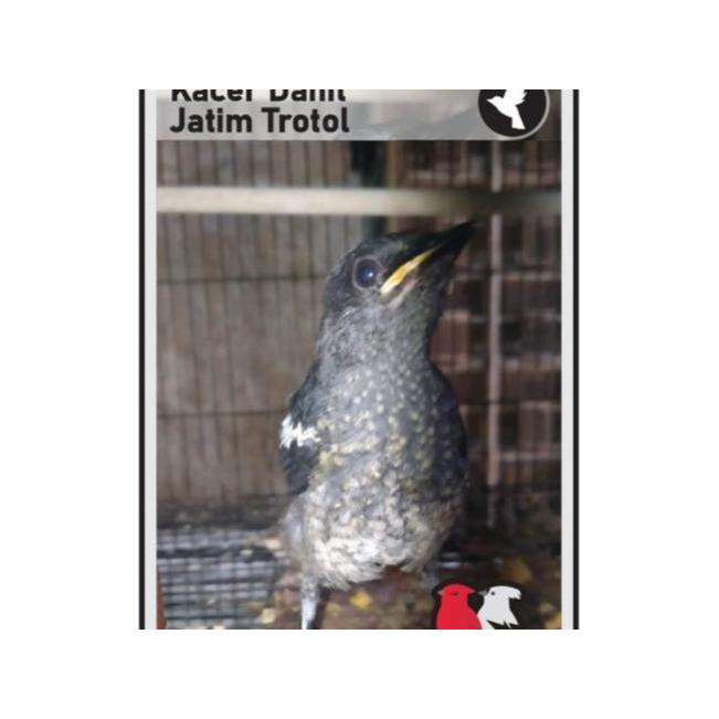 Jayus - Burung Kacer Dadahitam Trotol Tangerang