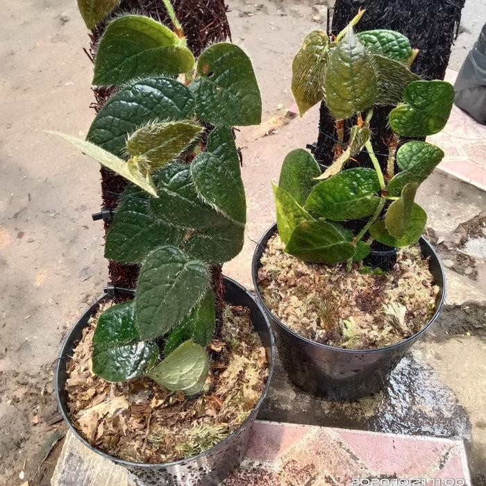 PROMO Ficus villosa