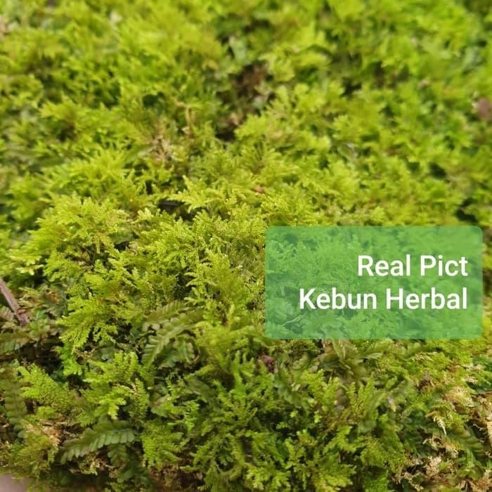 Jlterang () Lumut Hidup Asli Hutan Forest Moss Cover Bonsai Kokedama