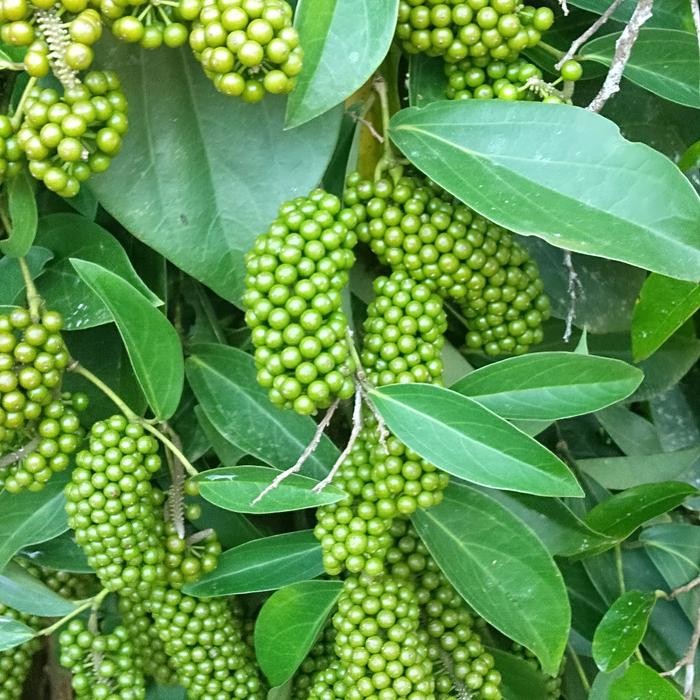 NEW Bibit Kemukus Hibrida Bibit Super Benih Kemukus Sudah Tumbuh 5-10 cm