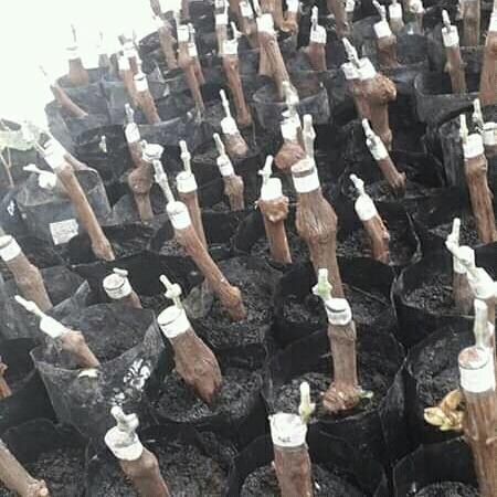 cutting grafting anggur import