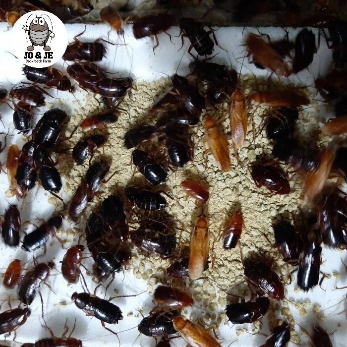Pilihan- Kecoa Turkish Paket Indukkan