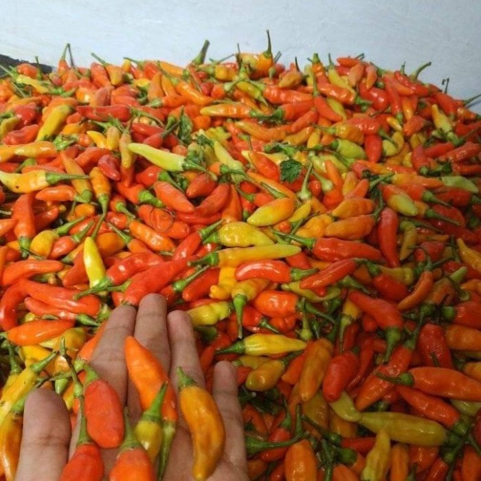 Terlaris - 50 Bibit Benih Cabe Rawit Ori 212