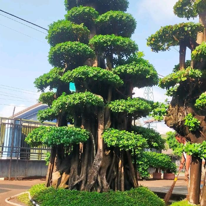 jual pohon beringin korea / bonsai beringin korea / bonsai beringin dolar fossil