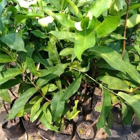 BIBIT JAMBU AIR CINCALO HIJAU MANIS