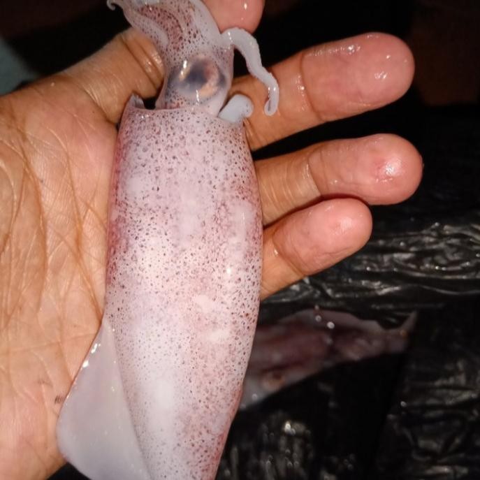 Instanbisa- Cumi Cumi Segar Ukuran Sedang 500Gr