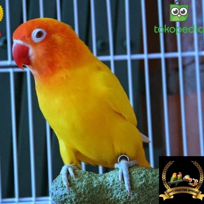 6yfd- Burung Lovebird Pastel Kuning