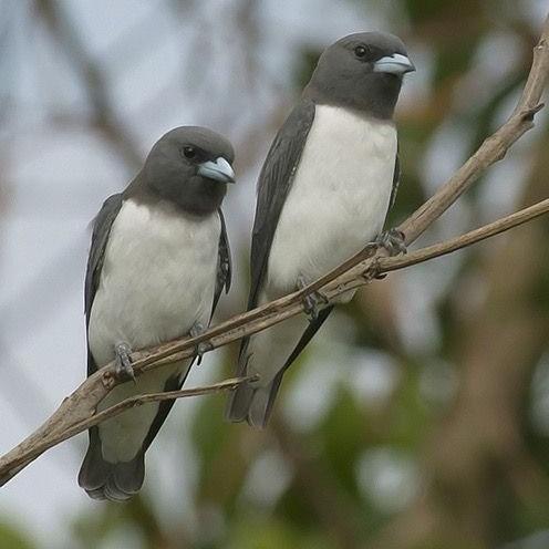 burung kekep babi pilihan