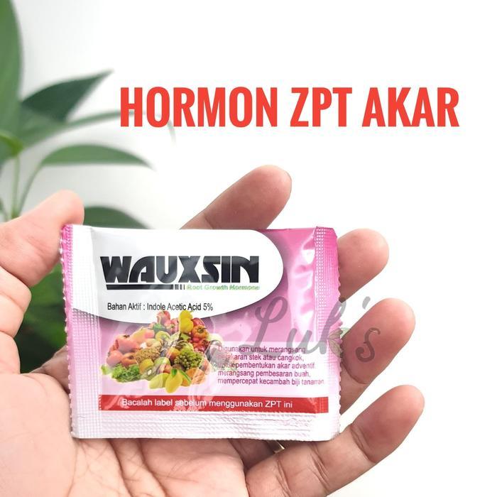 Pupuk akar wauxsin wauxin 2 gram