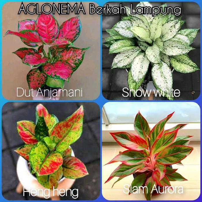 paket AGLONEMA 4 jenis bunga remaja