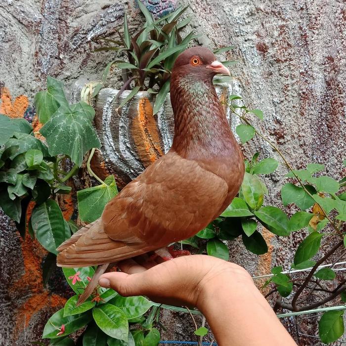 Jayus - Burung Dara Burung Merpati Hidup Jantan Dewasa Super Top Grade