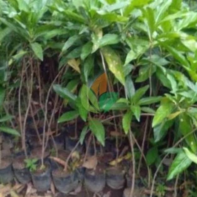 

Pohon mengkudu / pace tinggi 50cm