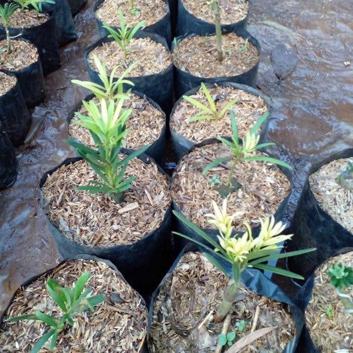 TERPERCAYA lohansung ori pucuk kuning/golden ukuran kecil