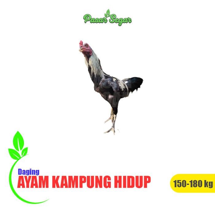

Pilihan- Ayam Kampung Hidup 0,9 - 1Kg