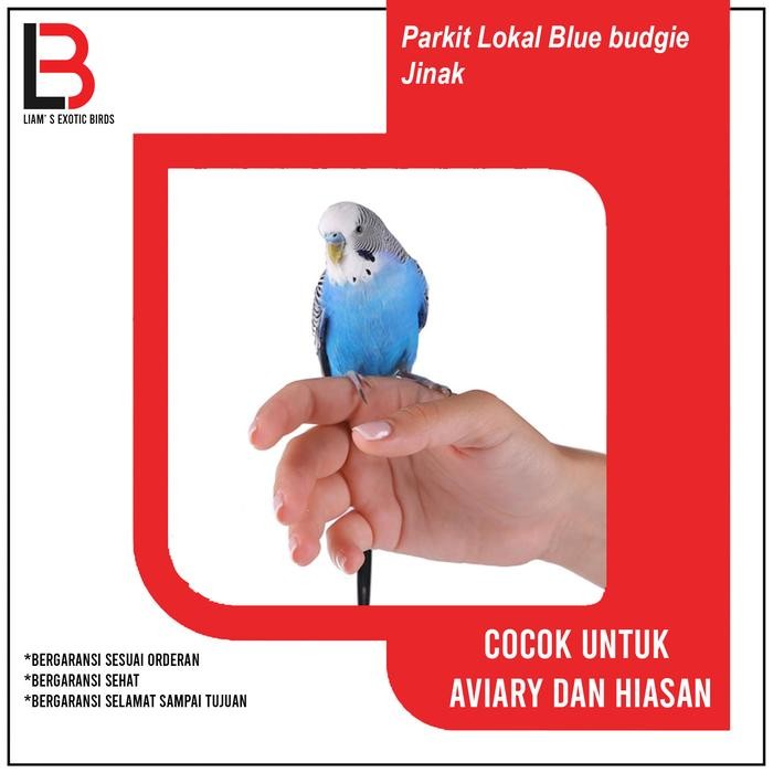 Burung Parrot Parkit jinak warna Biru