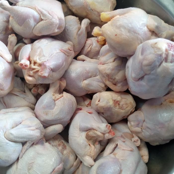 

Pilihan- Ayam 800Gr Sd 900 Gr