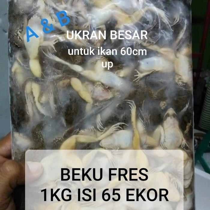 Pilihan- Kodok Beku-Katak Beku Fres Pakan Ikan Predator