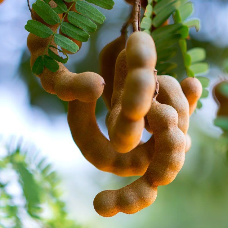 Terlaris - 50 Bibit Benih Buah Asem Jawa