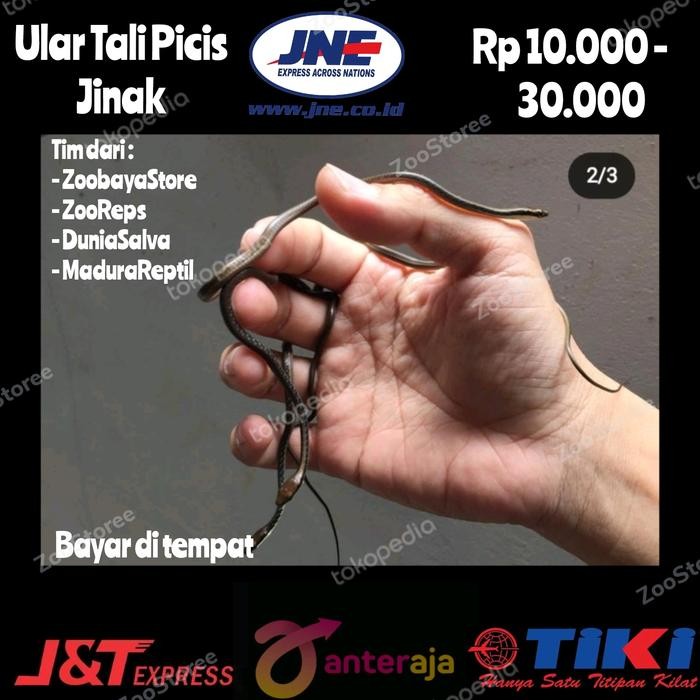 TGR baby Ular Tali Picis murah Meriah / Jinak Total / Remaja