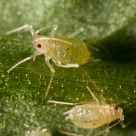 NewsBanget- Insektisida Fmc Preza 100Od 250 Ml (Dupont-Fmc) Obat Pembasmi Hama Tanaman Ulat